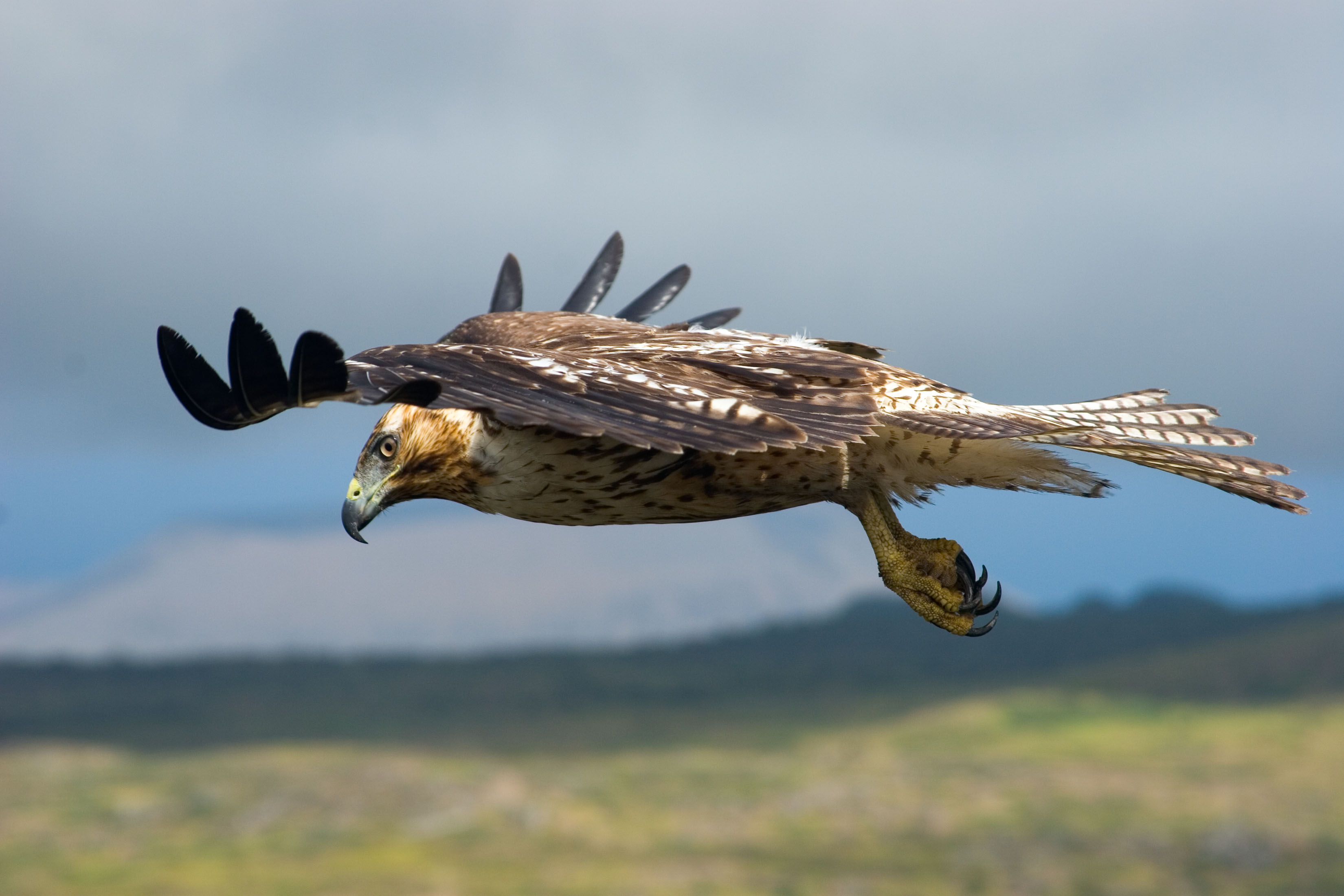 Hawk Hovering